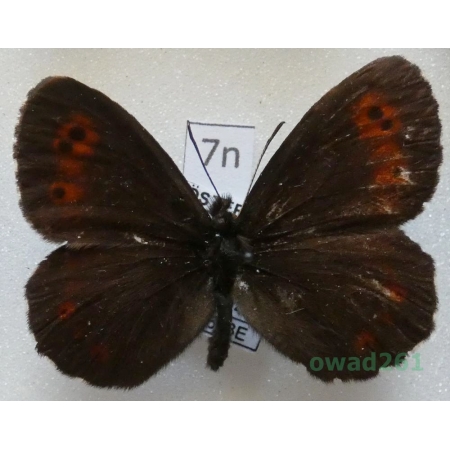 Erebia euryale (Esper, 1805) male Österreich7n
